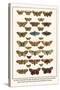 Fox Moth, Clouded Buff, Oak Eggar, Oak Hawkmoth, Four-Spotted Footman, Goat Moth, etc.-Albertus Seba-Stretched Canvas