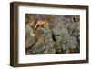 Fox on the Rocks-Yves Adams-Framed Photographic Print