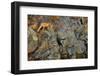 Fox on the Rocks-Yves Adams-Framed Photographic Print