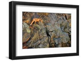 Fox on the Rocks-Yves Adams-Framed Photographic Print