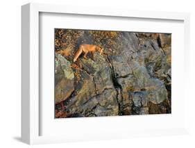 Fox on the Rocks-Yves Adams-Framed Photographic Print