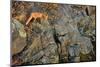Fox on the Rocks-Yves Adams-Mounted Photographic Print