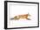 Fox on the Run - Algonquin Park-Jim Cumming-Framed Photographic Print