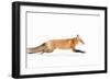 Fox on the Run - Algonquin Park-Jim Cumming-Framed Photographic Print