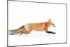 Fox on the Run - Algonquin Park-Jim Cumming-Mounted Photographic Print