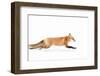 Fox on the Run - Algonquin Park-Jim Cumming-Framed Photographic Print