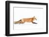 Fox on the Run - Algonquin Park-Jim Cumming-Framed Photographic Print