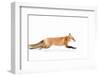 Fox on the Run - Algonquin Park-Jim Cumming-Framed Photographic Print