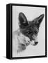 Fox Portrait-null-Framed Stretched Canvas