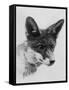 Fox Portrait-null-Framed Stretched Canvas