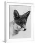 Fox Portrait-null-Framed Photographic Print