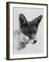 Fox Portrait-null-Framed Photographic Print