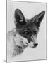 Fox Portrait-null-Mounted Photographic Print