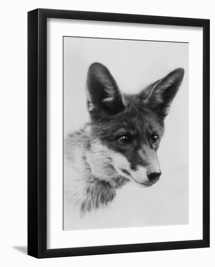 Fox Portrait-null-Framed Photographic Print