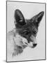 Fox Portrait-null-Mounted Photographic Print