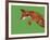 Fox Pounce-Drawpaint Illustration-Framed Giclee Print