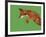 Fox Pounce-Drawpaint Illustration-Framed Giclee Print