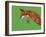 Fox Pounce-Drawpaint Illustration-Framed Giclee Print