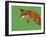 Fox Pounce-Drawpaint Illustration-Framed Giclee Print