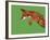 Fox Pounce-Drawpaint Illustration-Framed Giclee Print