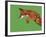 Fox Pounce-Drawpaint Illustration-Framed Giclee Print