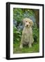 Fox Red Labrador Puppy Sitting in Garden-null-Framed Photographic Print