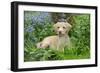 Fox Red Labrador Puppy Sitting in Garden-null-Framed Photographic Print
