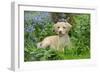Fox Red Labrador Puppy Sitting in Garden-null-Framed Photographic Print
