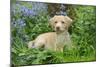 Fox Red Labrador Puppy Sitting in Garden-null-Mounted Photographic Print