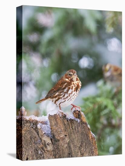 Fox Sparrow, Mcleansville, North Carolina, USA-Gary Carter-Stretched Canvas