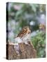 Fox Sparrow, Mcleansville, North Carolina, USA-Gary Carter-Stretched Canvas