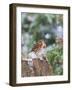 Fox Sparrow, Mcleansville, North Carolina, USA-Gary Carter-Framed Photographic Print