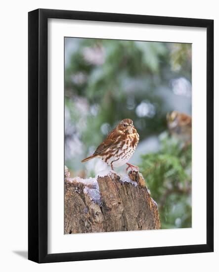 Fox Sparrow, Mcleansville, North Carolina, USA-Gary Carter-Framed Photographic Print