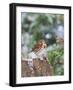 Fox Sparrow, Mcleansville, North Carolina, USA-Gary Carter-Framed Photographic Print