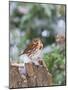 Fox Sparrow, Mcleansville, North Carolina, USA-Gary Carter-Mounted Photographic Print
