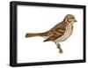 Fox Sparrow (Passerella Iliaca), Birds-Encyclopaedia Britannica-Framed Poster