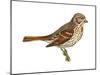 Fox Sparrow (Passerella Iliaca), Birds-Encyclopaedia Britannica-Mounted Poster