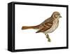 Fox Sparrow (Passerella Iliaca), Birds-Encyclopaedia Britannica-Framed Stretched Canvas