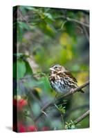 Fox Sparrow-Gary Carter-Stretched Canvas