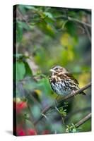 Fox Sparrow-Gary Carter-Stretched Canvas