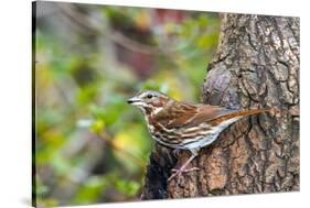 Fox Sparrow-Gary Carter-Stretched Canvas