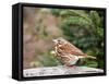 Fox Sparrow-Gary Carter-Framed Stretched Canvas