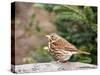 Fox Sparrow-Gary Carter-Stretched Canvas