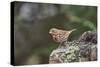 Fox Sparrow-Gary Carter-Stretched Canvas