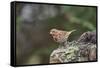 Fox Sparrow-Gary Carter-Framed Stretched Canvas