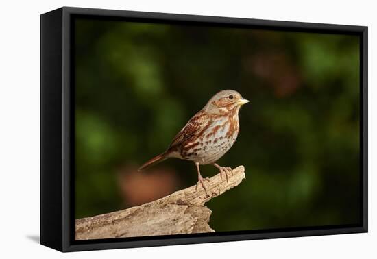 Fox Sparrow-Gary Carter-Framed Stretched Canvas