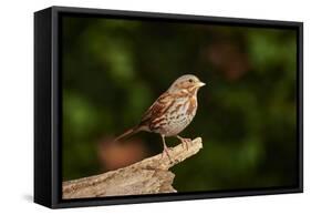 Fox Sparrow-Gary Carter-Framed Stretched Canvas