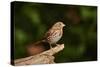 Fox Sparrow-Gary Carter-Stretched Canvas