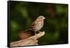 Fox Sparrow-Gary Carter-Framed Stretched Canvas