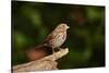 Fox Sparrow-Gary Carter-Stretched Canvas